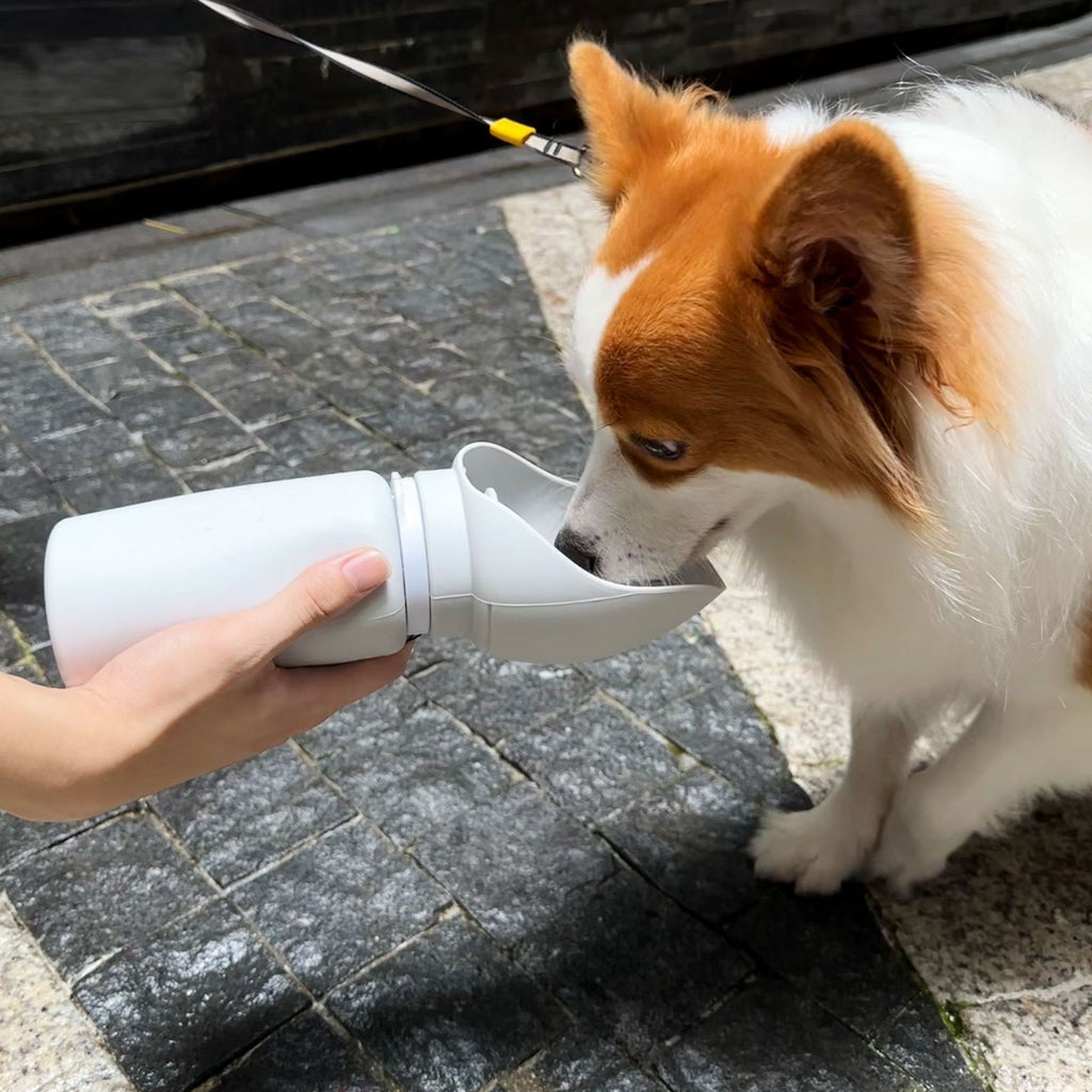 Dog drinking from a white water bottle held by a person on a sidewalk.