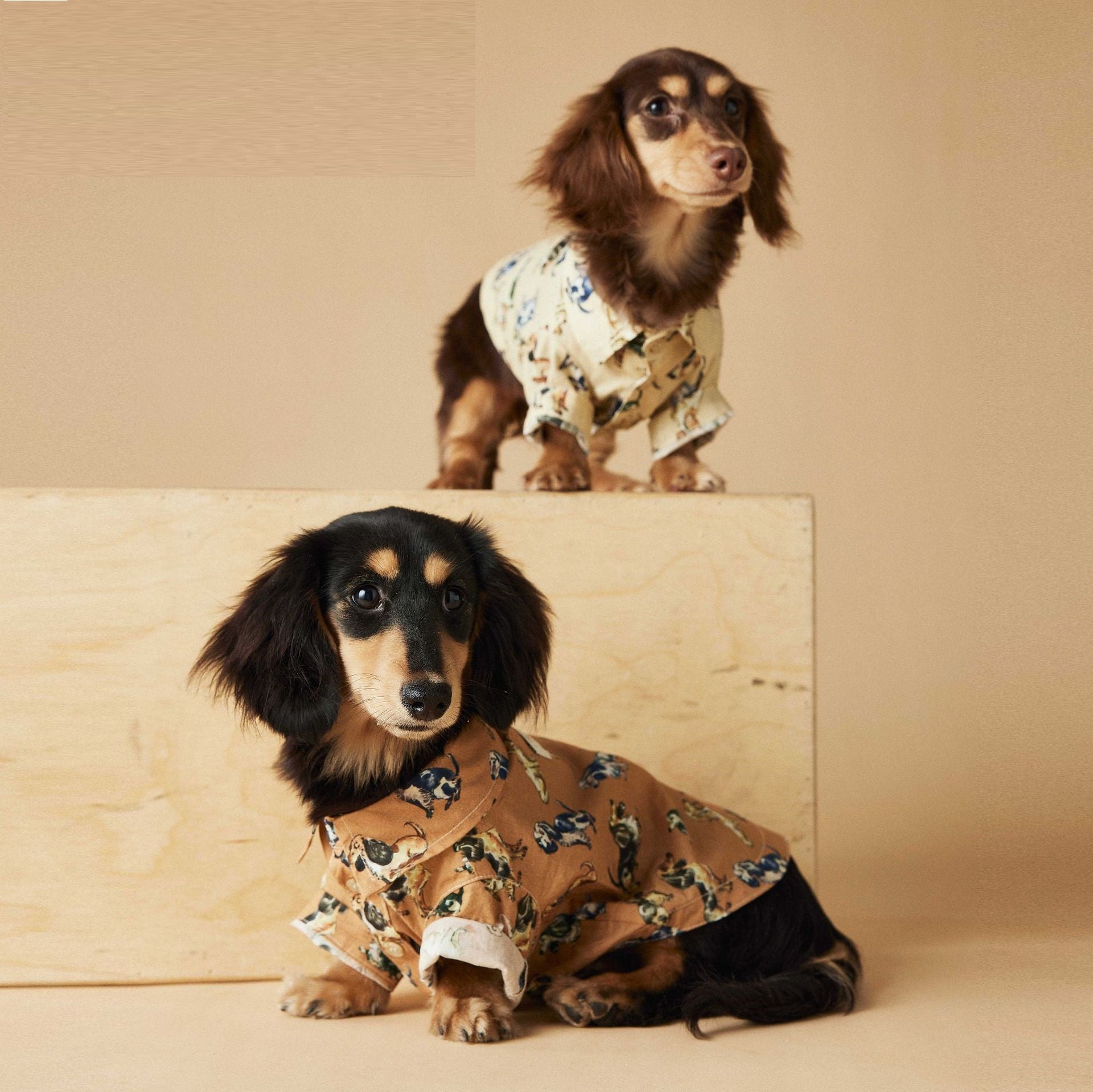 Printed Teddy Shirt – Cotton Pet Top